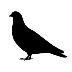 Silhouette of a pigeon