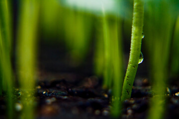Macro raíces plantas ají @ferburneos