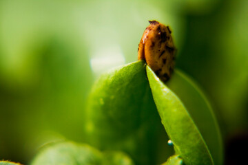 Macro semilla ají @ferburneos