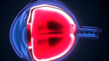 3d render of human eye ball anatomy.