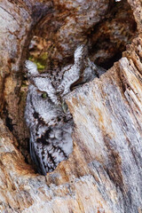 Eastern Screech Owl