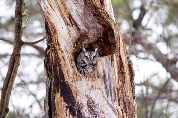 Eastern Screech Owl