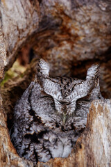 Eastern Screech Owl