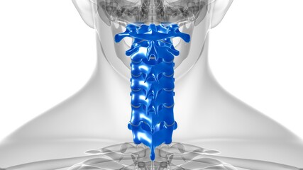 Human Skeleton Vertebral Column Cervical Vertebrae Anatomy 3D