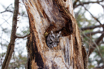 Obraz premium Eastern Screech Owl