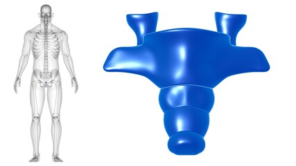 Human Skeleton Vertebral Column Coccyx or tail bone Anatomy