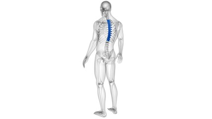 Human Skeleton Vertebral Column Thoracic Vertebrae Anatomy