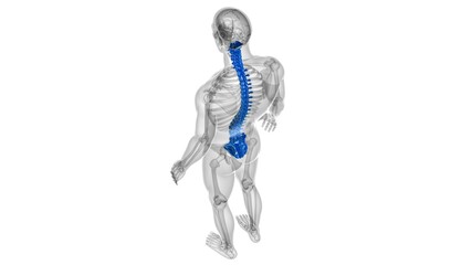 Human Skeleton Vertebral Column Vertebrae Anatomy