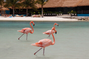 pink flamingos in the water