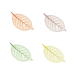 Tree leaf set. Autumn leaves isolated vector illustration on white background. Fall decoration clip art