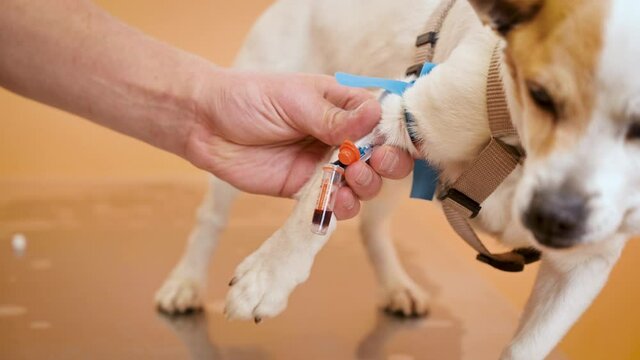 Veterinarian taking blood sample of a dog in animal hospital. High quality 4k footage