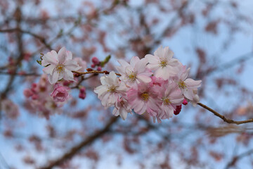 cherry tree blossom