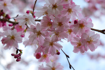 cherry blossom