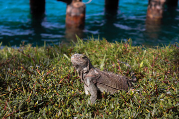 lizard on grass