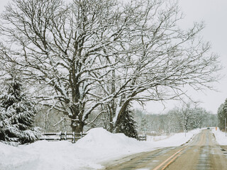 Snow on large oak trees along a country road in the winter.