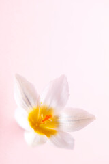 Macro photography of pastel crocus flower with  copy space