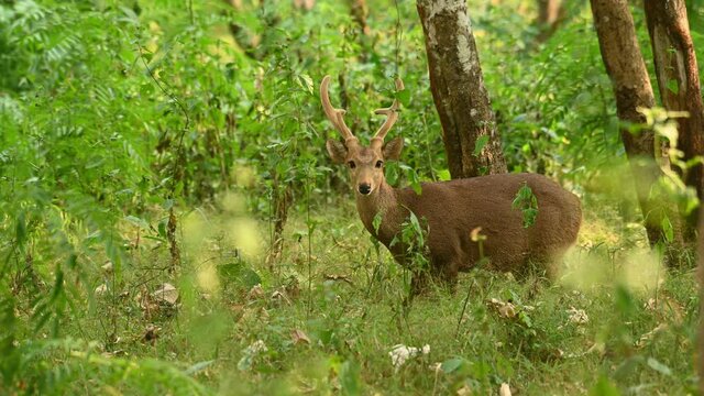 Indian Hog Deer, Hyelaphus porcinus, 4K footage, Huai Kha Kaeng Wildlife Sanctuary; seen in the forest looking towards the cemera, sundenly raises its head up curiously looking for potential danger.