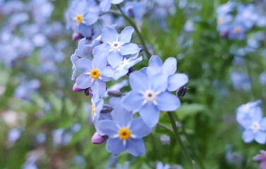 Close-up of beautiful little Forget-me-not flowers or Myosotis blooming on a spring day