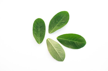Peanut leaves isolated on white background.