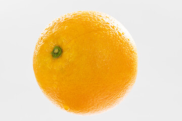 Freshly picked navel oranges