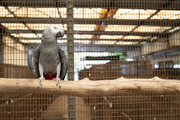 parrot african grey smuggle illegal animal business