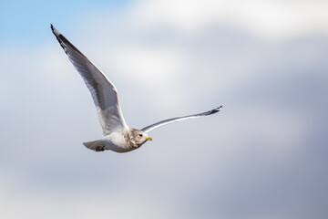 Graceful Mew Gull Flies on a Beuatiful Winter Day