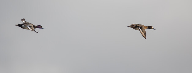 Pair of Lesser Scaup Ducks Prepare for Landing With Wings Set
