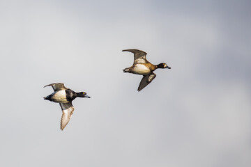 Pair of Lesser Scaup Ducks Prepare for Landing With Wings Set