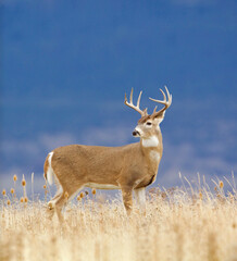 Whitetail Buck Deer in a meadow, against a backdrop of a forested slope in the distance