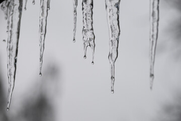 Melting Icicles