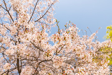 올림픽공원 벚꽃
