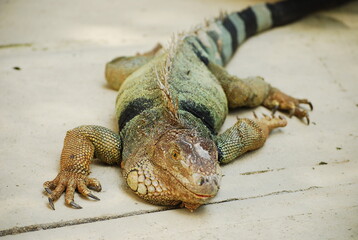 Green iguana on flat surface outdoors