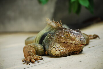 Green iguana on flat surface outdoors
