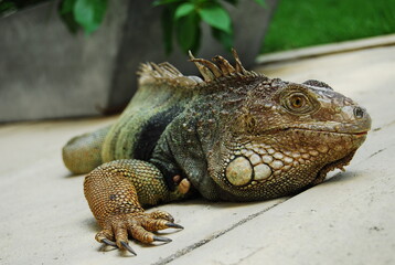 Green iguana on flat surface outdoors