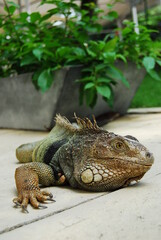 Green iguana on flat surface outdoors