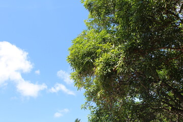 Mango tree and blue sky