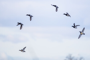 Small Flock of Drake Lesser Scaup Ducks Wheel and Cavort Through a Winter Sky