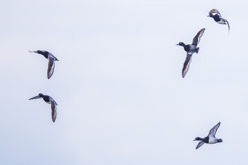 Small Flock of Drake Lesser Scaup Ducks Wheel and Cavort Through a Winter Sky
