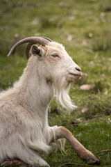 un chivo descansando 