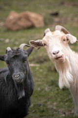 dos cabras mirando fijamente