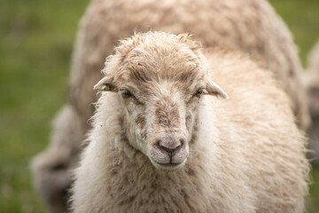 Oveja con mirada directa