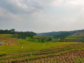 landscape of a field