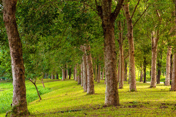 Beatiful green tree in park with sunlight in the morning