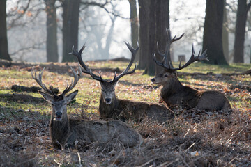 The King's Deer (Red Deer) are native to the UK and can be found in old park reserves such as Richmond Park in the heart of London, UK.