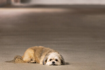 Small sad puppy with big brown eyes all by himself in empty parking garage. Copy Space