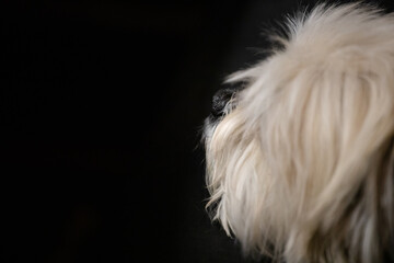 Closeup profile of a small fluffy dogs and his black nose, set against a black background
