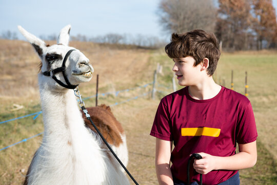 Boy talking to his llama