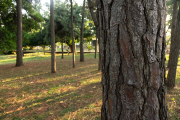 View of trees in natural park with fallen leaves. Close up view of tree.