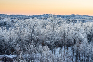 Icy Trees