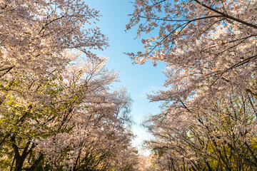 인천대공원 벚꽃
